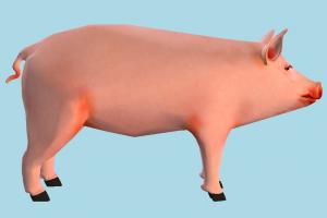 Pig pig, animal, animals, wild, nature, zoology
