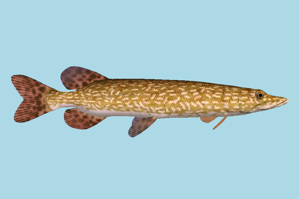 Fish 3d model