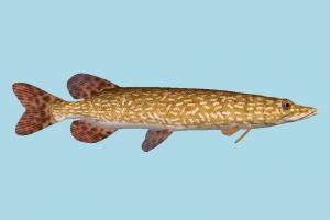 Fish fish, sea-creature, fishing, sea