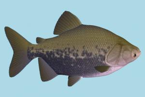 Fish fish, sea-creature, fishing, sea