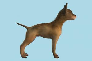 Dog dog, animal, animals, wild, nature