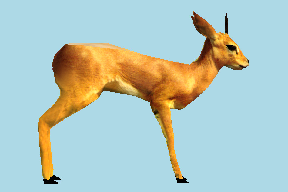 Fallow Deer 3d model