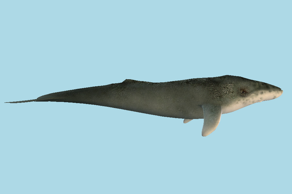 Humpback Whale 3d model