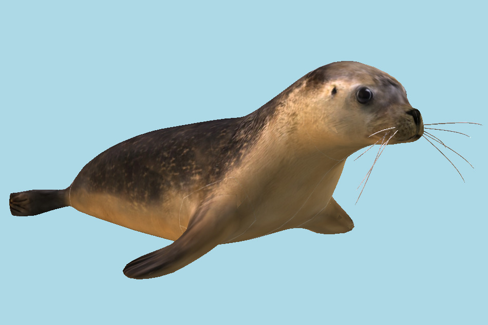 Seal 3d model
