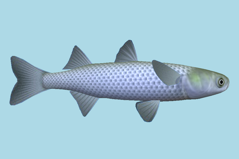 Fish 3d model