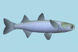 Fish fish, sea-creature, fishing, sea