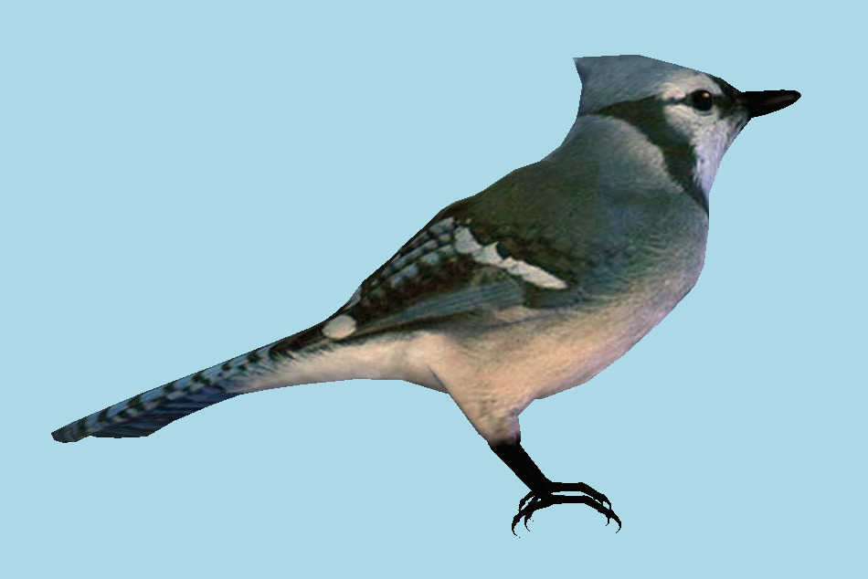 Bird 3d model