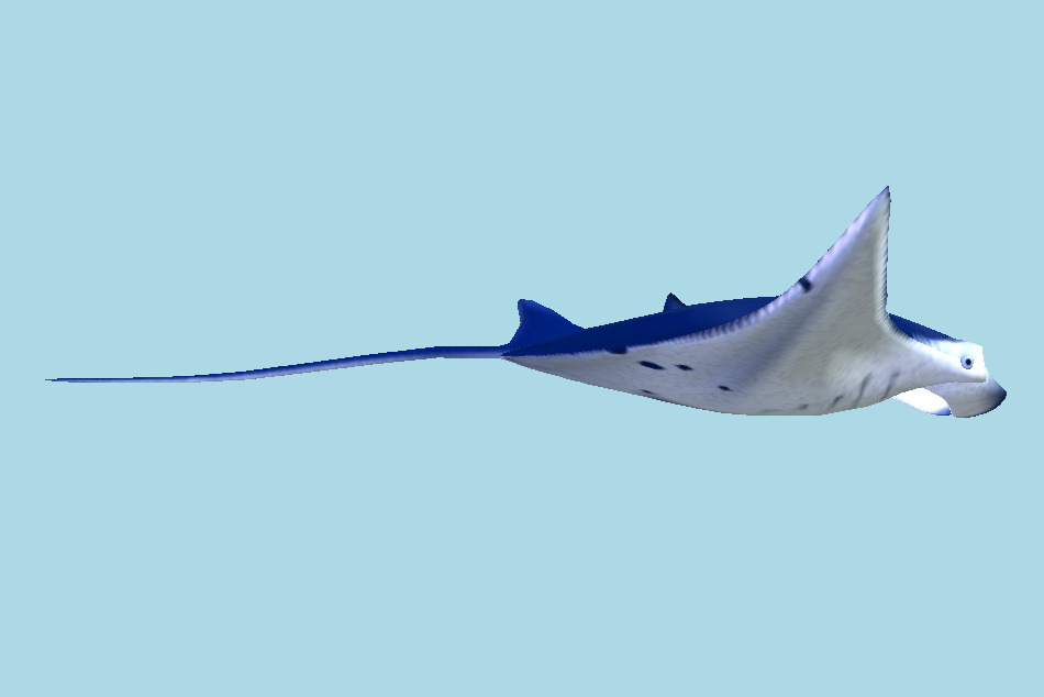 Manta Fish 3d model