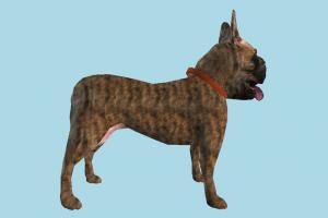 Dog dog, animal, animals, wild, nature, ugly