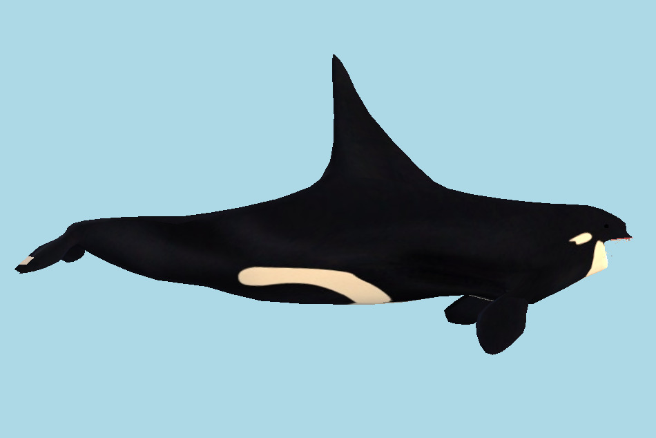 Shark 3d model