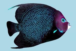 Fish fish, sea-creature, fishing, sea