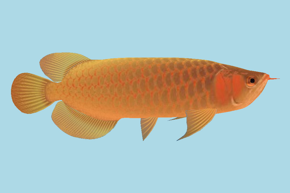 Fish 3d model