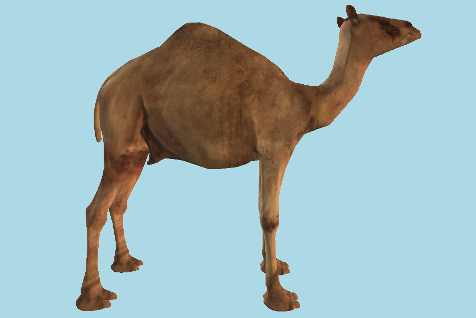 Camel Animal 3d model