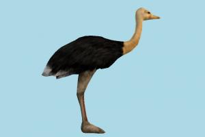 Ostrich ostrich, ostriches, poultry, bird, air-creature, nature