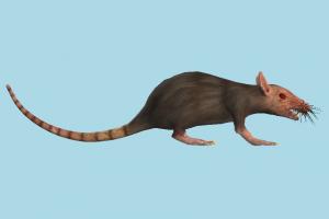Rat rat, rats, mouse, hamster, animal, animals, wild, nature