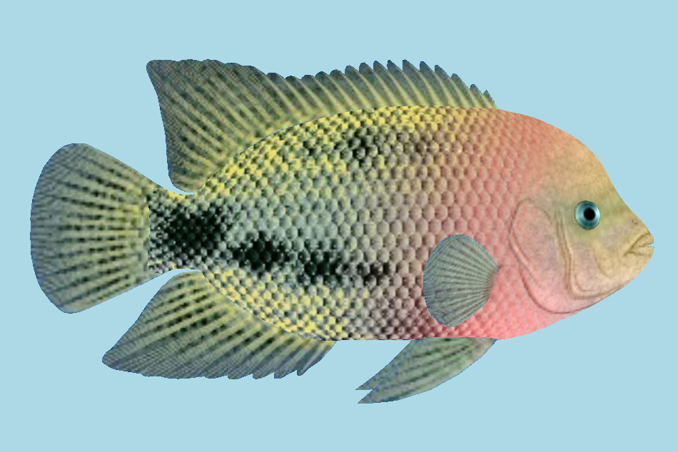 Redhead Fish 3d model