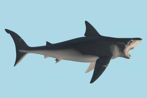 Shark shark, whale, dolphin, fish, sea-creature, fishing, sea