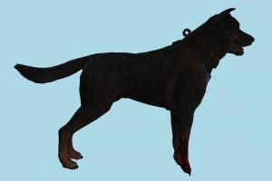 Injured Dog dog, animal, animals, injured, wild, nature