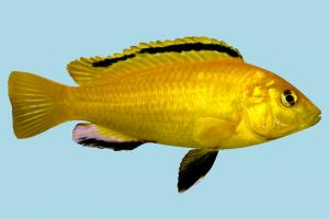 Fish fish, sea-creature, fishing, sea, nature, ocean, animal, limaopat, ipoypunk