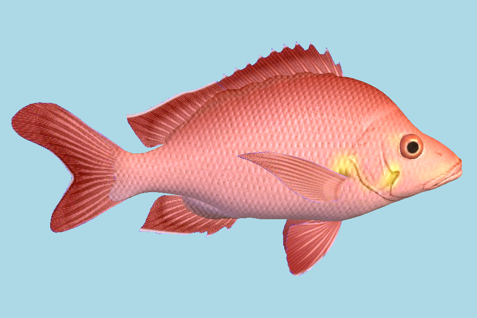Hump Back Fish 3d model
