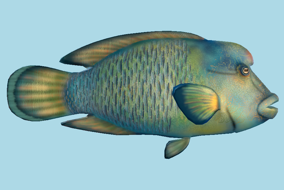 Humphead Wrasse Fish 3d model