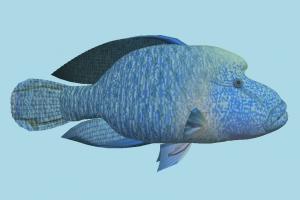 Fish fish, sea-creature, fishing, sea