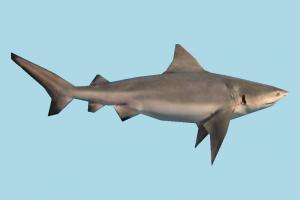 Shark shark, whale, fish, sea-creature, fishing, sea