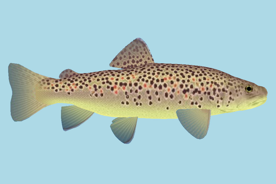 Fish 3d model