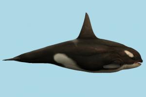 Whale whale, shark, dolphin, fish, sea-creature, fishing, sea