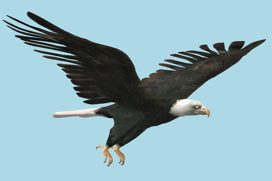 Eagle 3d model
