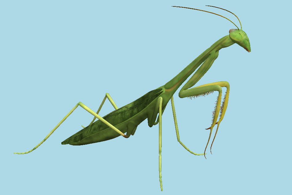 Praying Mantis 3d model