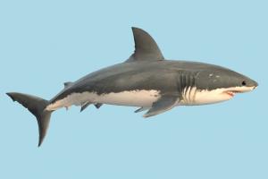 Shark shark, whale, fish, sea-creature, fishing, sea