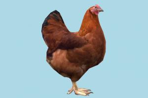 Chicken hen, chicken, rooster, poultry, bird, air-creature, nature