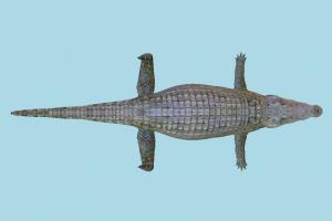 Crocodile alligator, crocodile, caiman, reptiles, reptilians, animal, animals, wild, nature, jungle