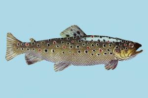 Fish fish, sea-creature, fishing, sea