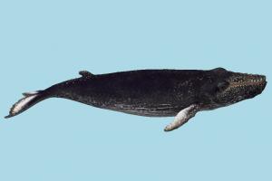 Baleine Bleue whale, shark, sea-creature, fish, ocean, blue, fishing, sea, nature