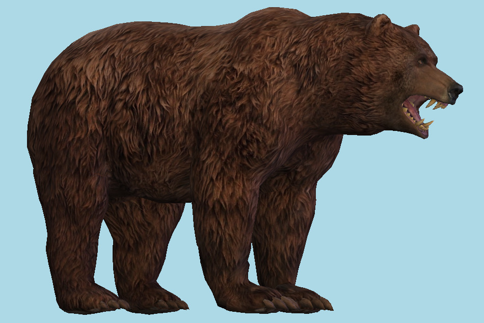 Bear Animal 3d model