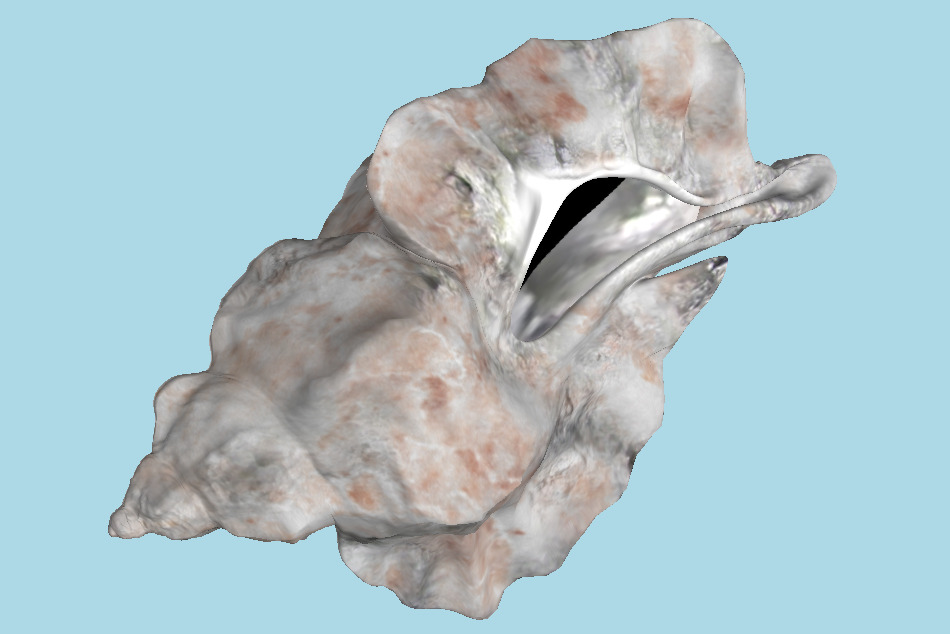 Sea Snail Conch 3d model
