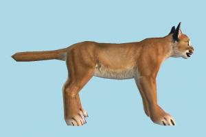 Caracal cheetah, lion, tiger, dog, fox, wolf, animal, animals, wild, nature