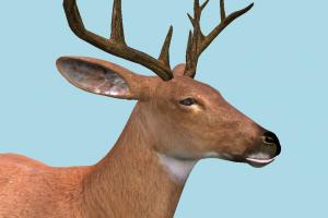 Deer Deer-2