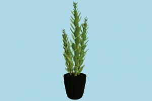 Plant vase, plant, plants