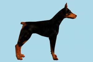 Dog dog, animal, animals, wild, nature