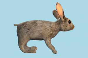 Rabbit rabbit, bunny, pet, wild, nature, white, animal, animals, garden