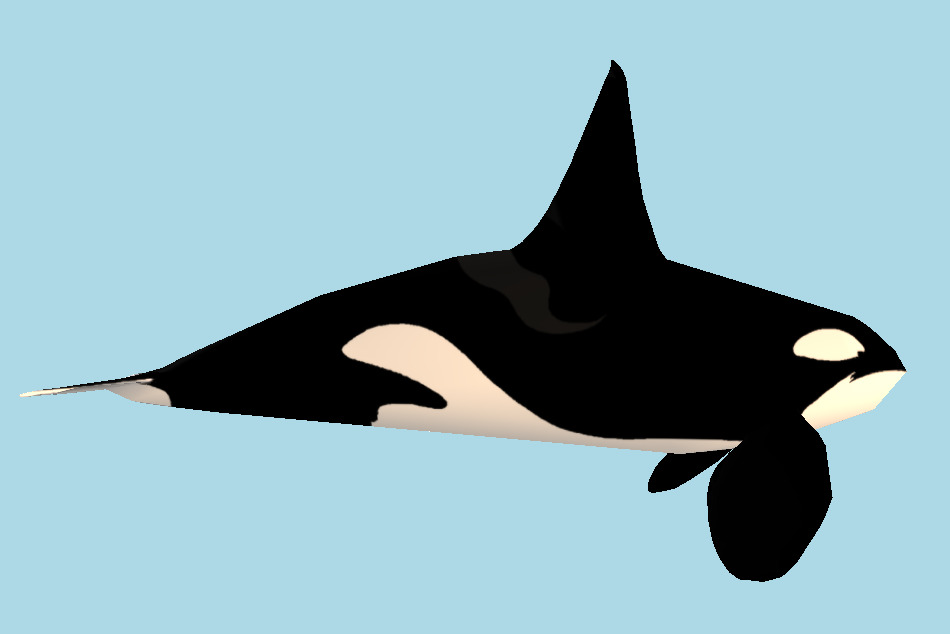 Whale 3d model