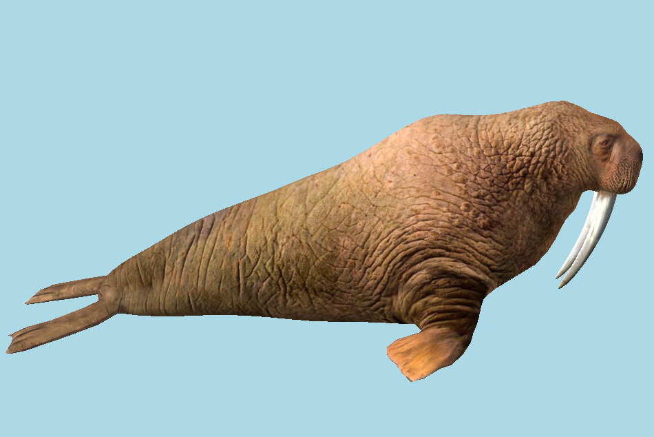 Walrus 3d model