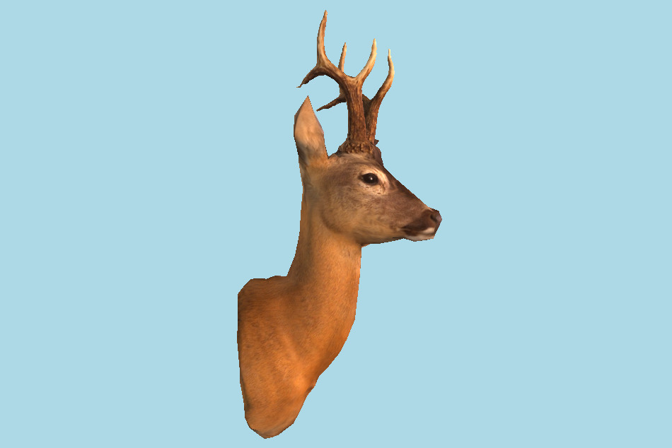 Deer Head 3d model