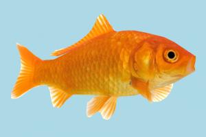 Fish fish, sea-creature, fishing, sea