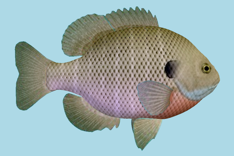 Fish 3d model