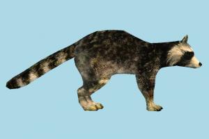 Raccoon Dog raccoon, dog, animal, animals, wild, nature