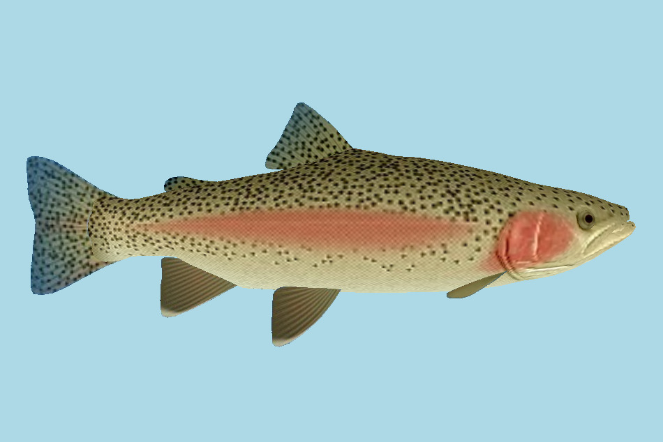 Steelhead Fish 3d model